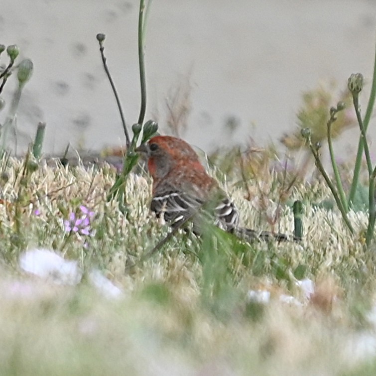 House Finch - ML638675687