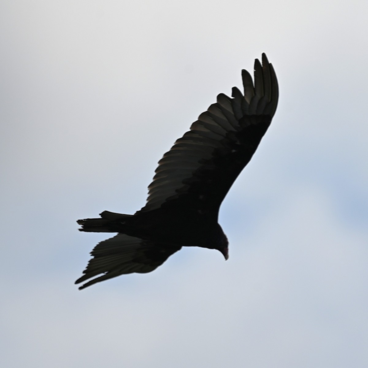 Turkey Vulture - ML638675711