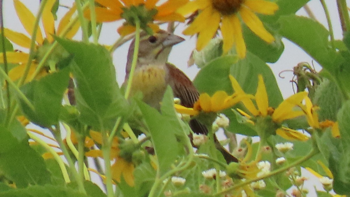 Dickcissel - ML638675765