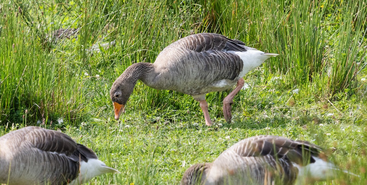 Graylag Goose - ML638675791