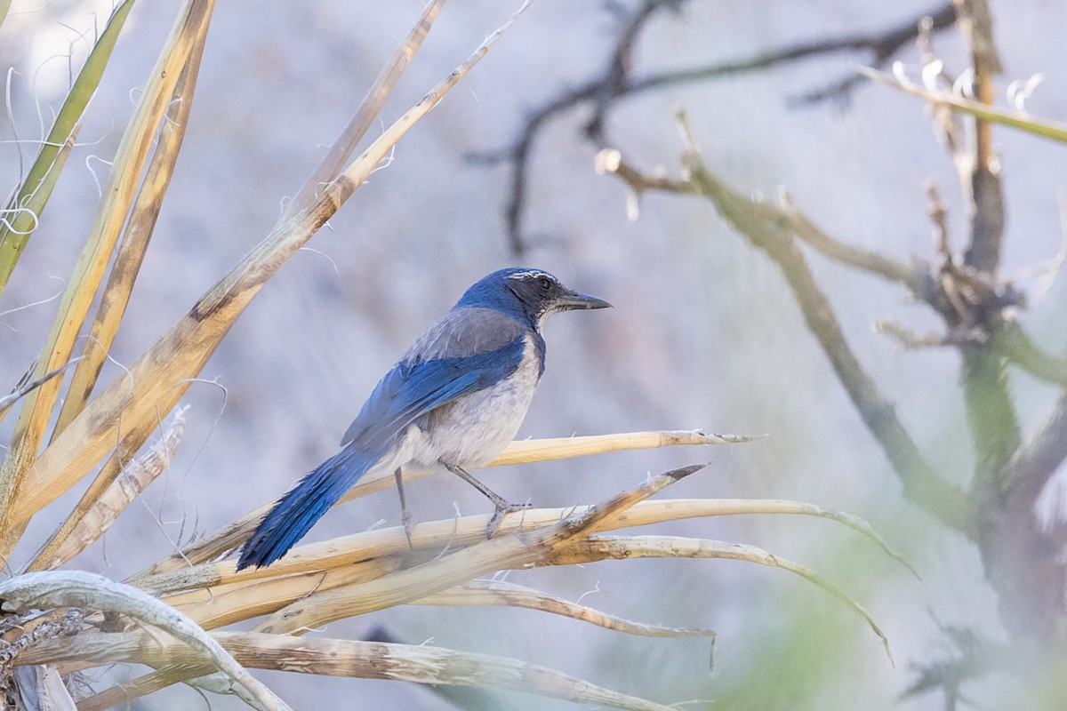California Scrub-Jay - ML638675798