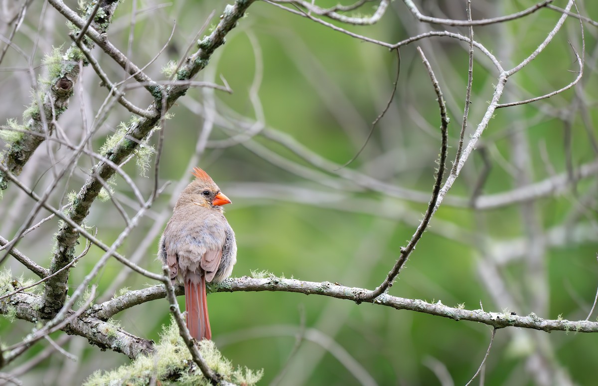 Northern Cardinal - ML638675816