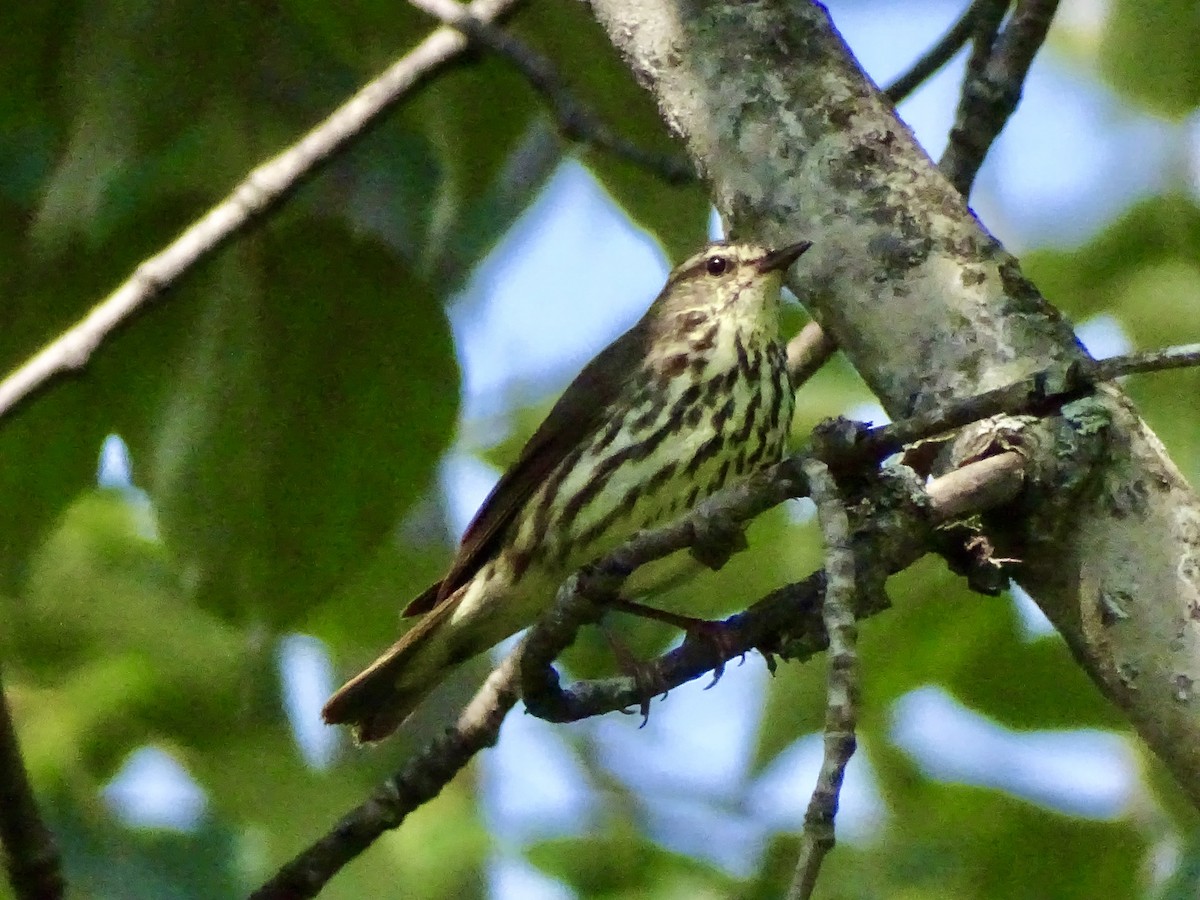 Northern Waterthrush - ML638675832