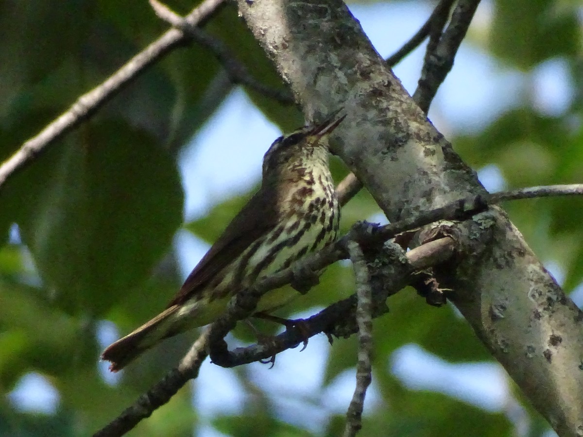 Northern Waterthrush - ML638675833