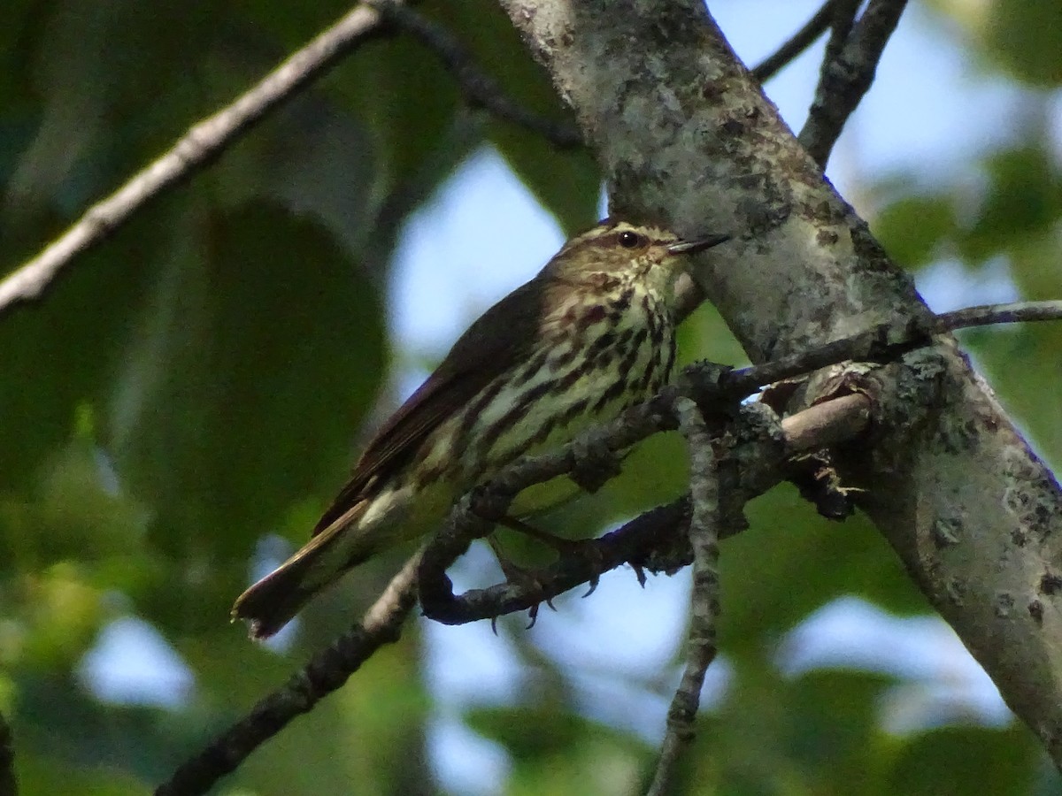Northern Waterthrush - ML638675834