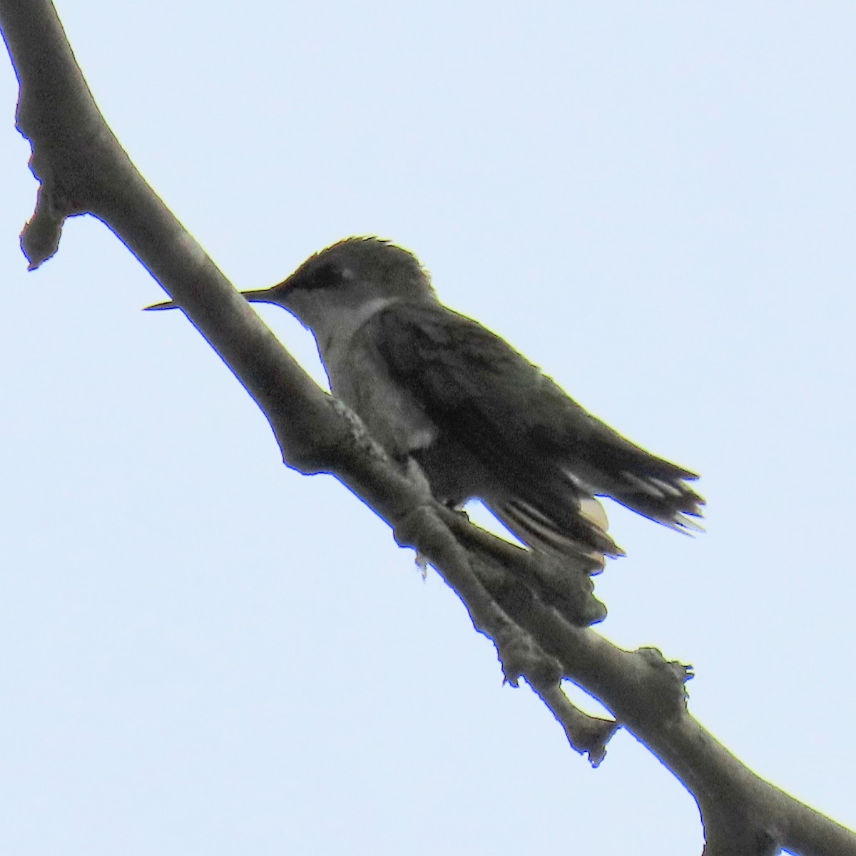 Ruby-throated Hummingbird - ML638675837