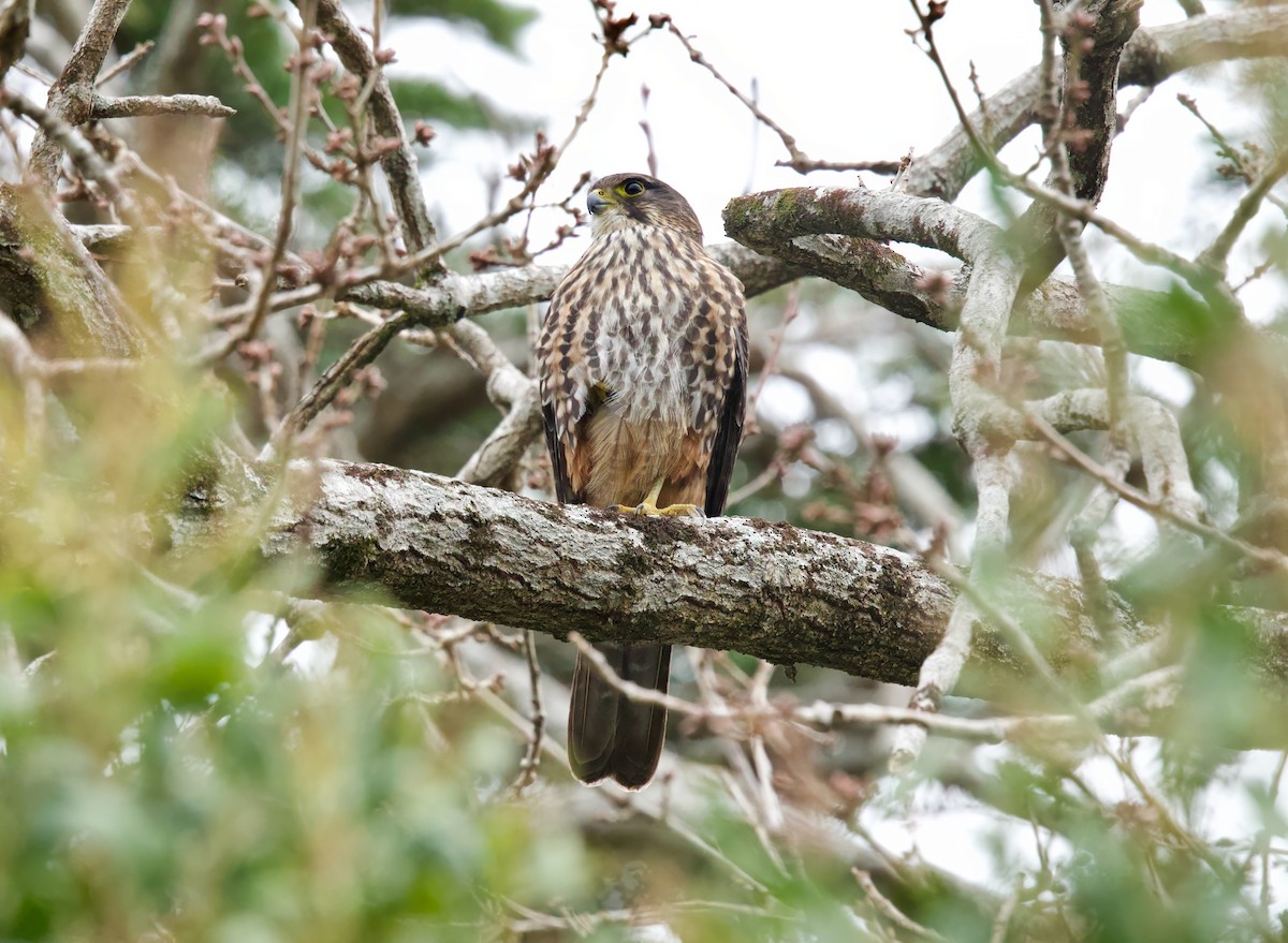 New Zealand Falcon - ML638675844