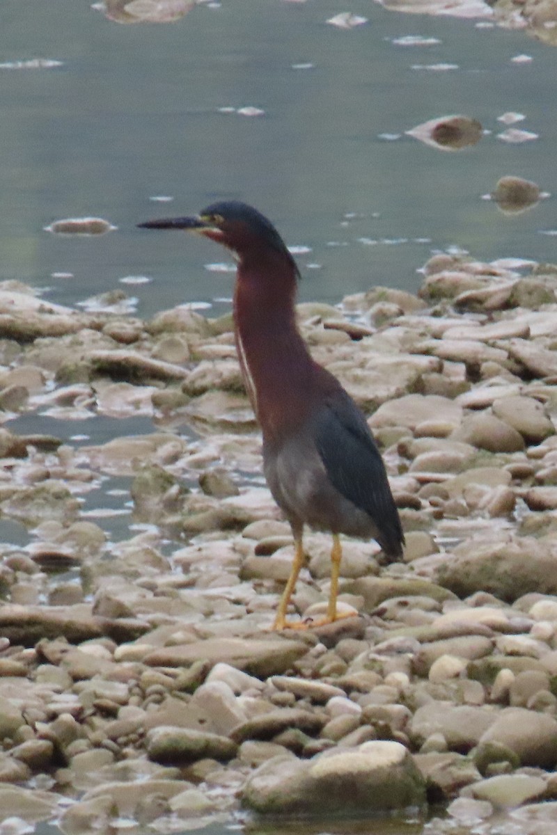 Green Heron - ML638675845