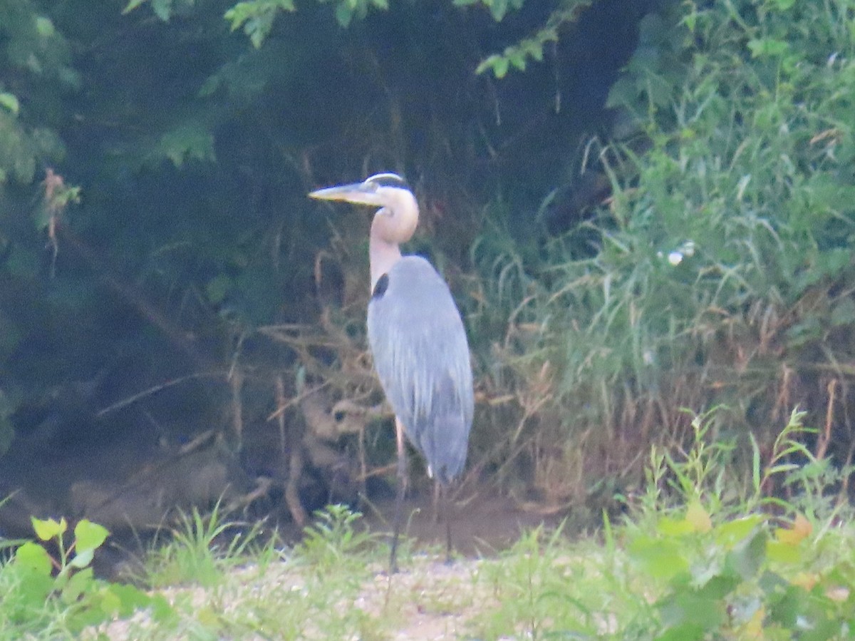 Great Blue Heron - ML638675859