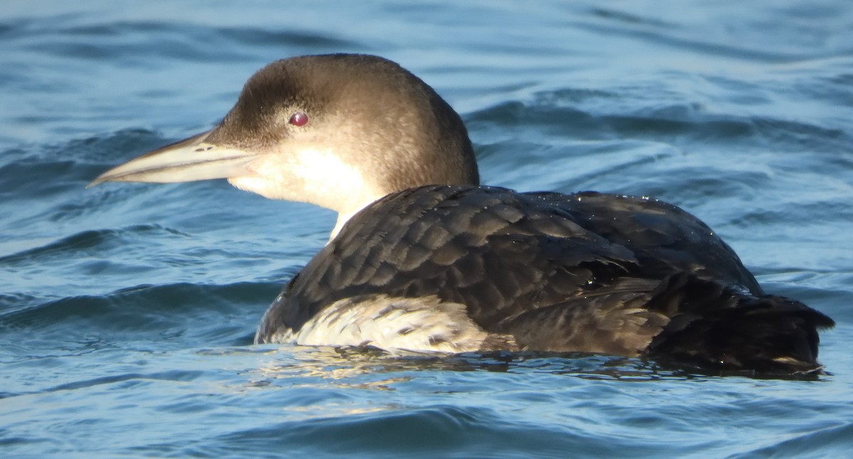 Common Loon - ML638675861