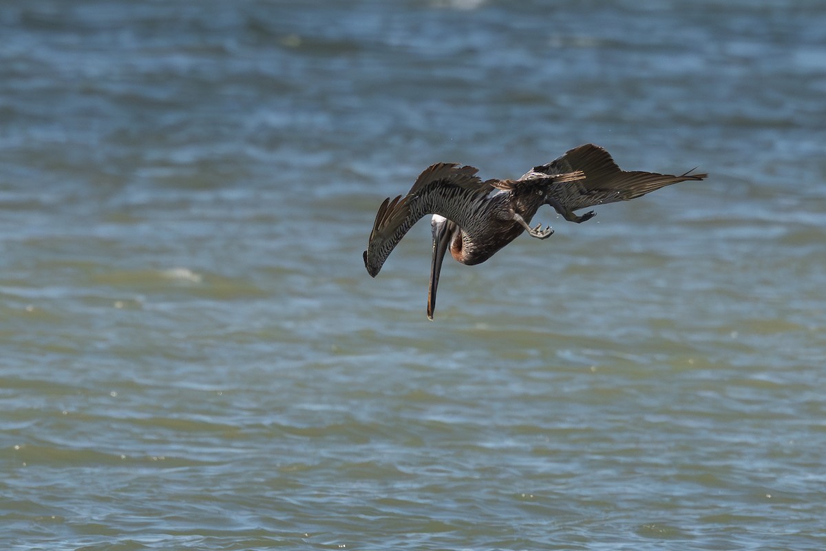Brown Pelican - ML638675863