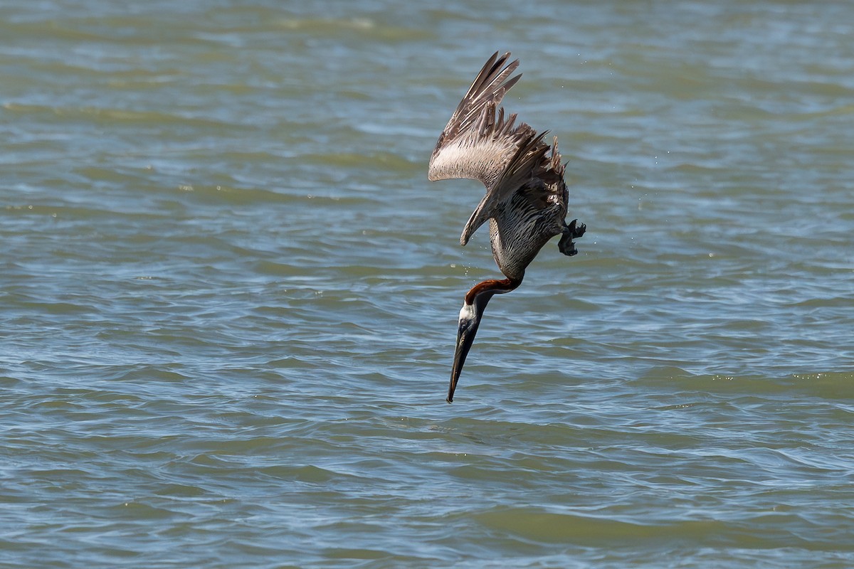Brown Pelican - ML638675867