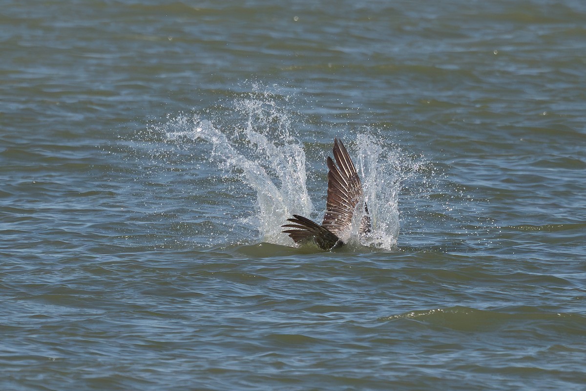 Brown Pelican - ML638675869