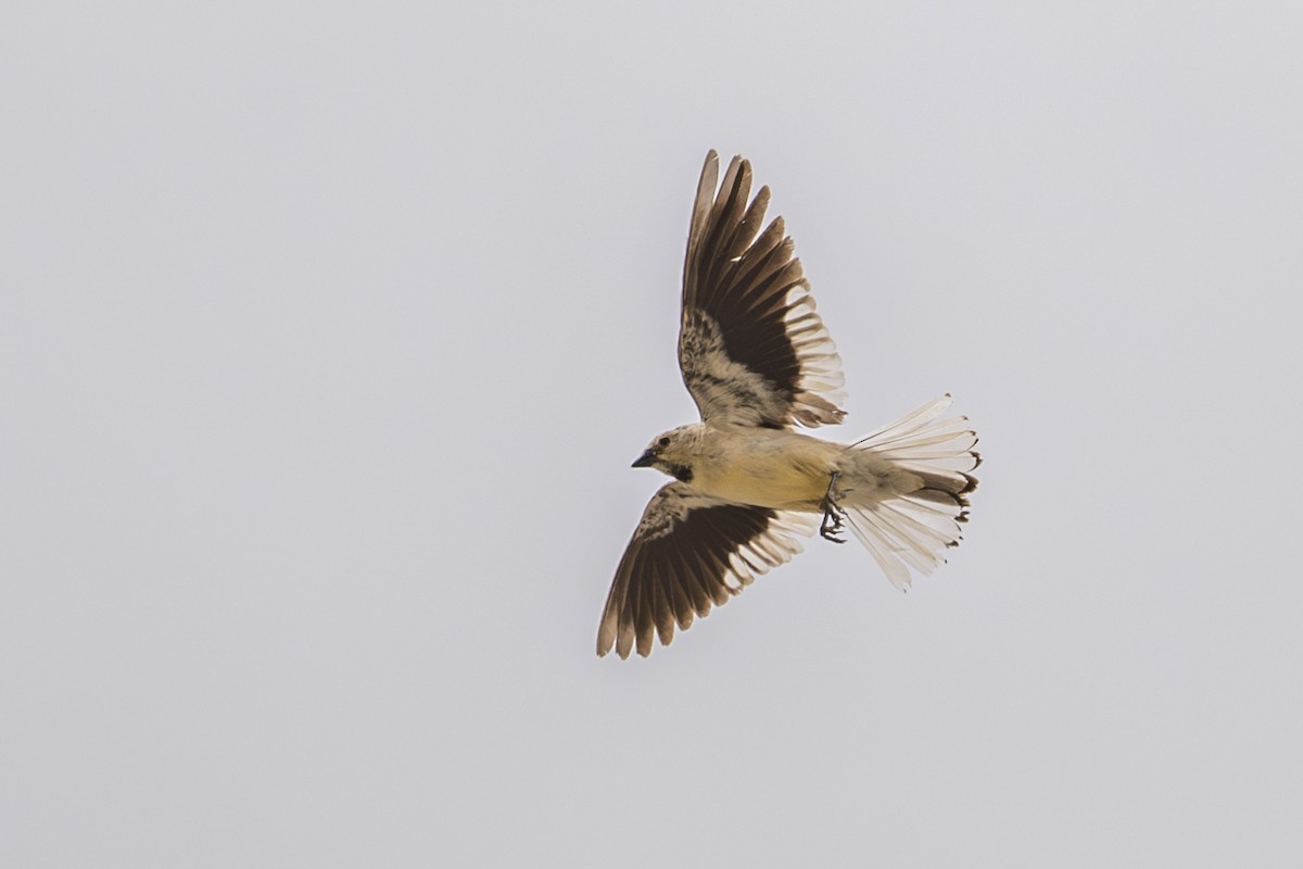 Black-winged Snowfinch - ML638675870