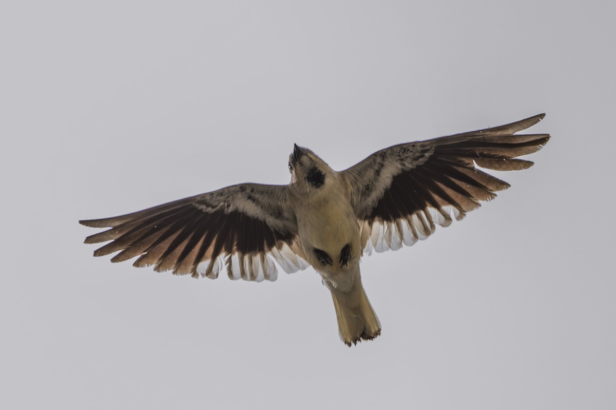 Black-winged Snowfinch - ML638675871
