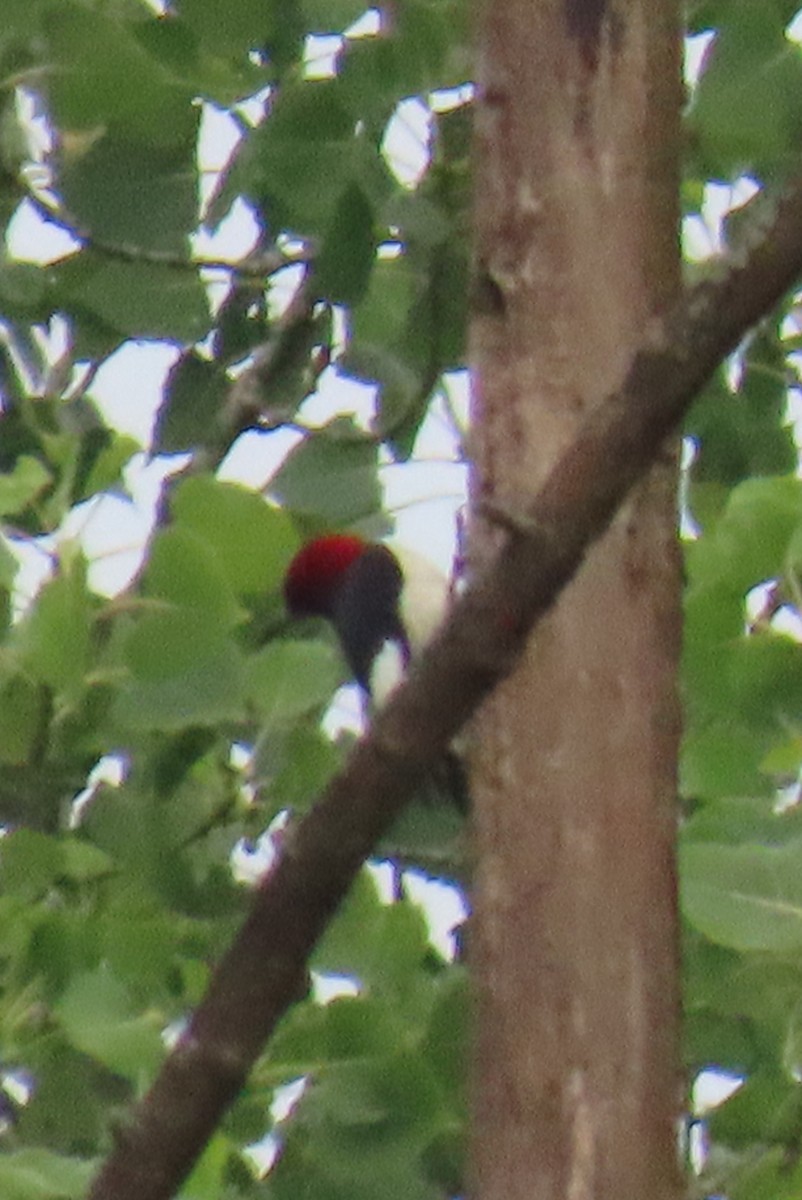 Red-headed Woodpecker - ML638675872
