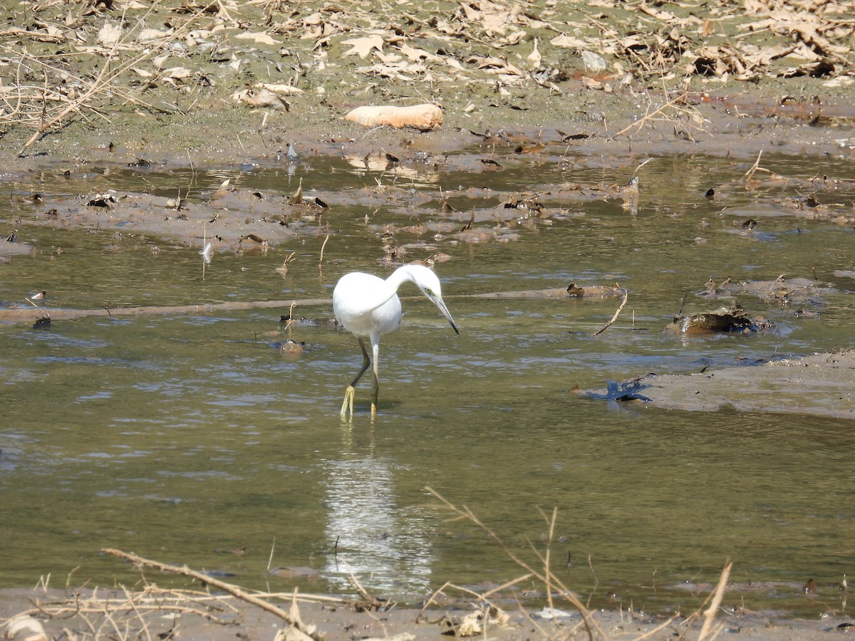 Little Blue Heron - ML638675873