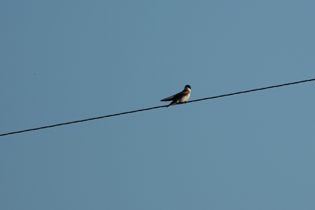 Tree Swallow - ML638675876