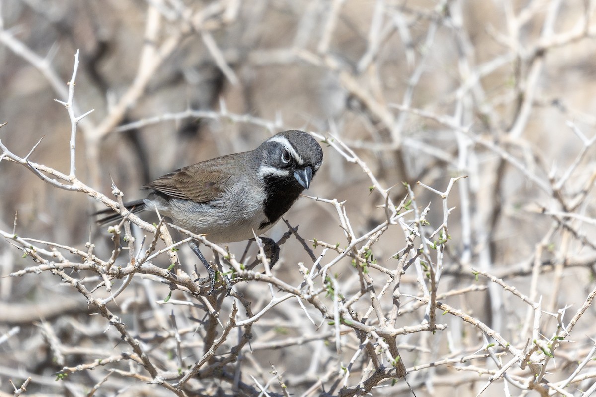 Black-throated Sparrow - ML638675877