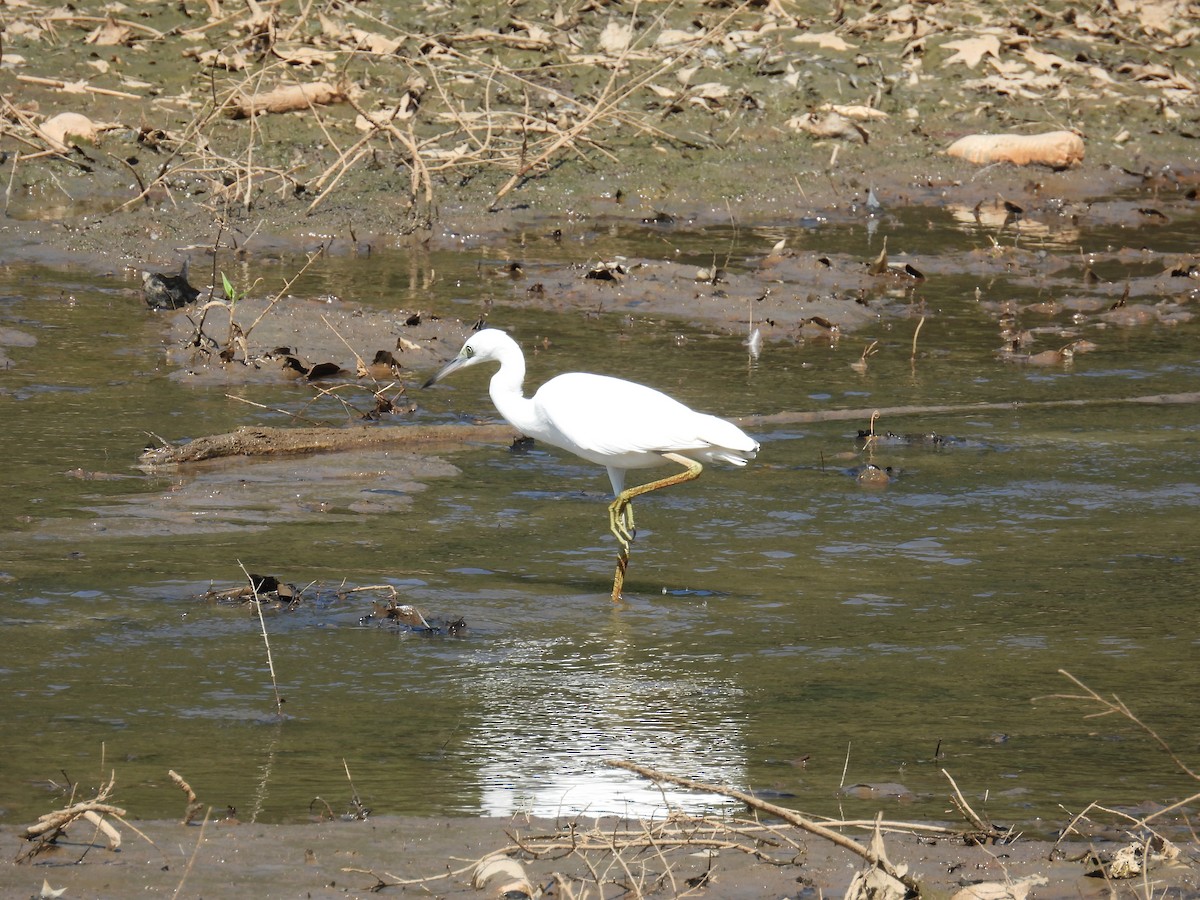 Little Blue Heron - ML638675882
