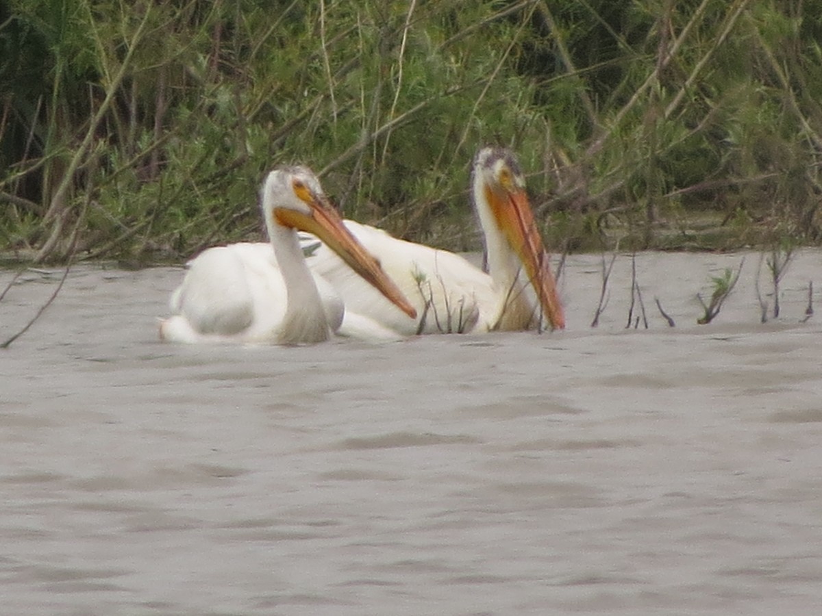 American White Pelican - ML638675883