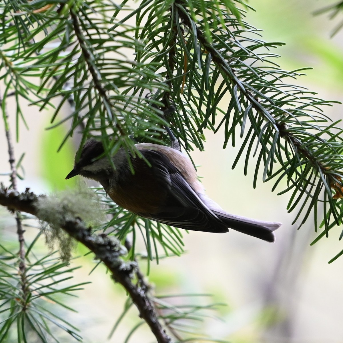 Chestnut-backed Chickadee - ML638675884