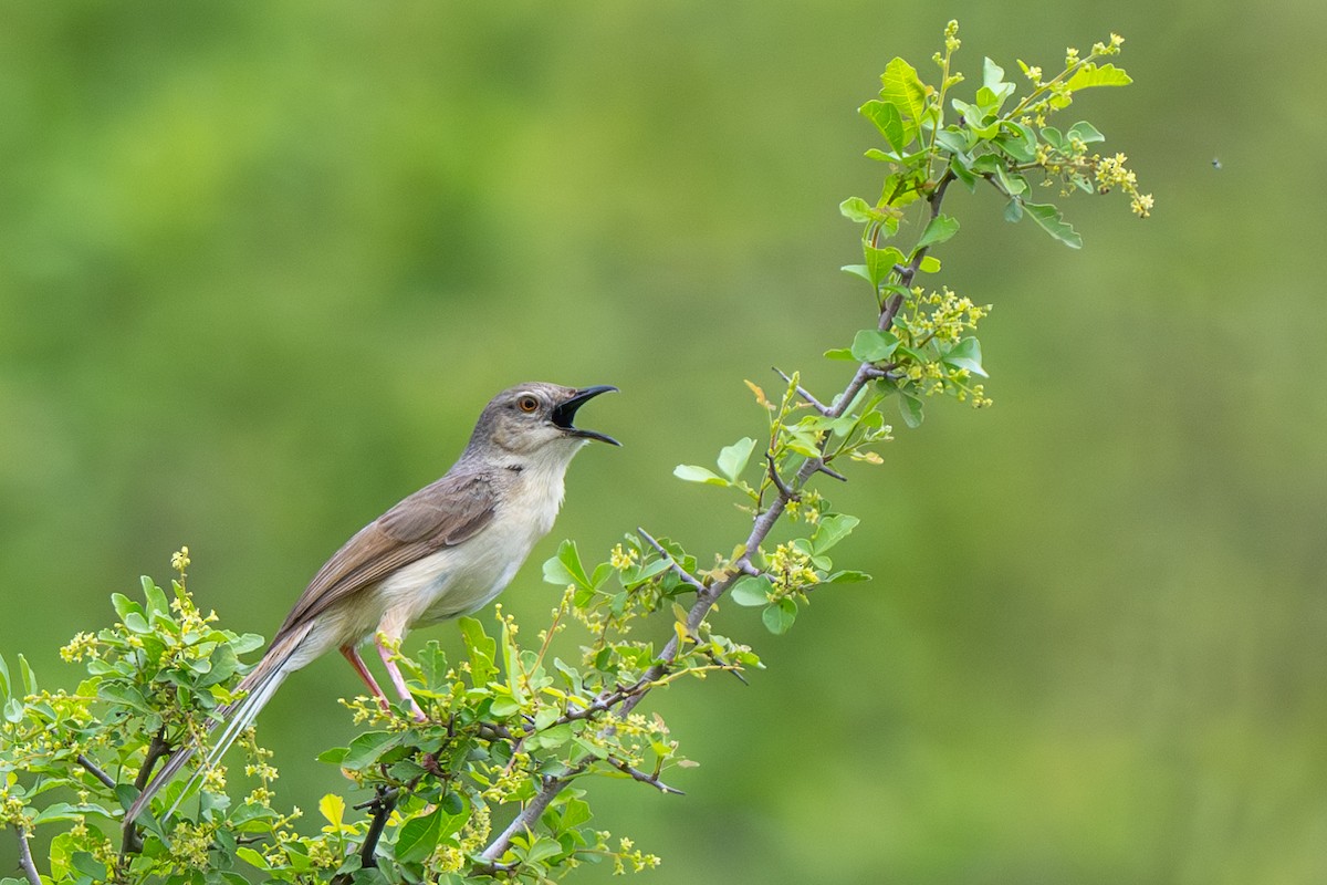 Jungle Prinia - ML638675891