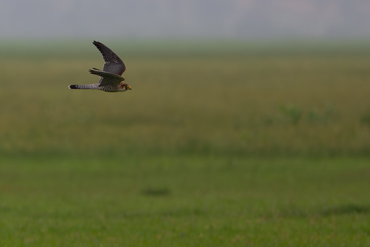 Red-necked Falcon - ML638675905