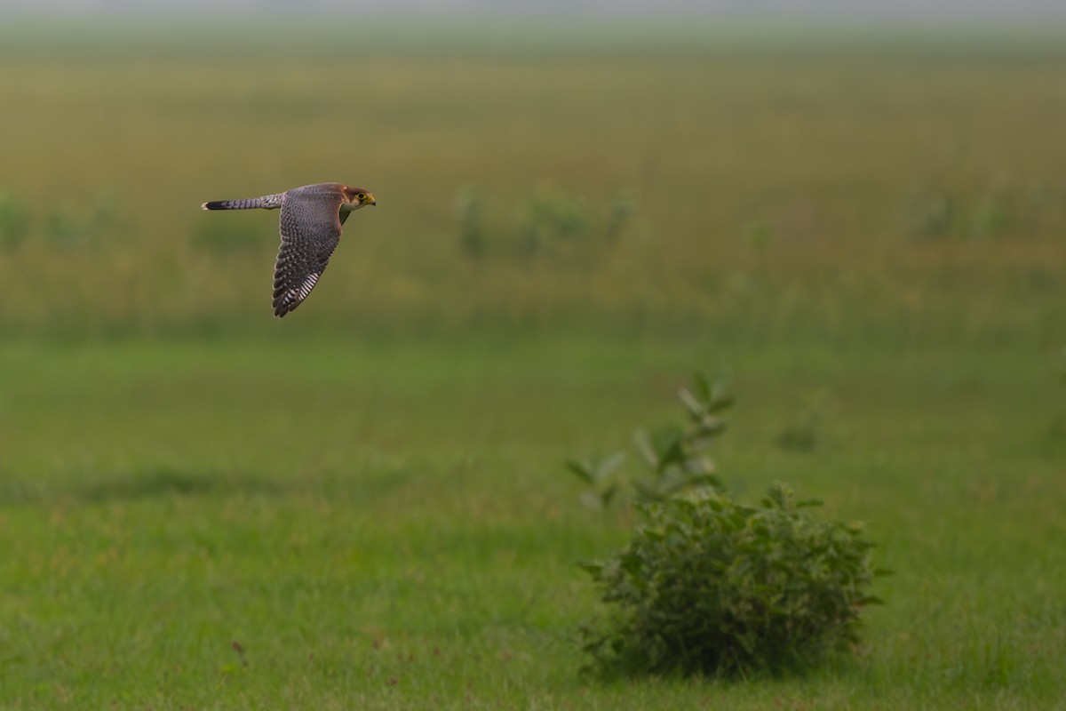 Red-necked Falcon - ML638675906