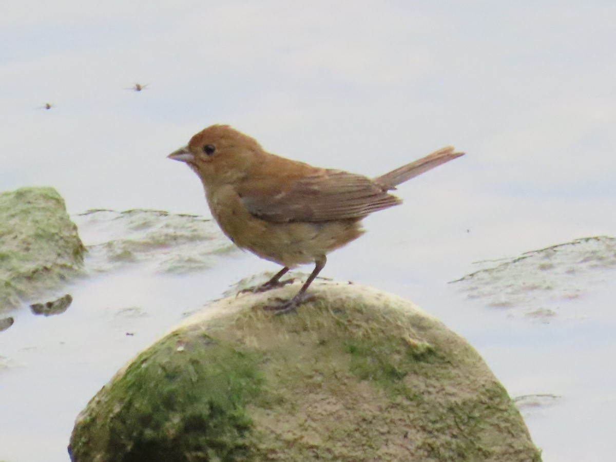 Indigo Bunting - ML638675961