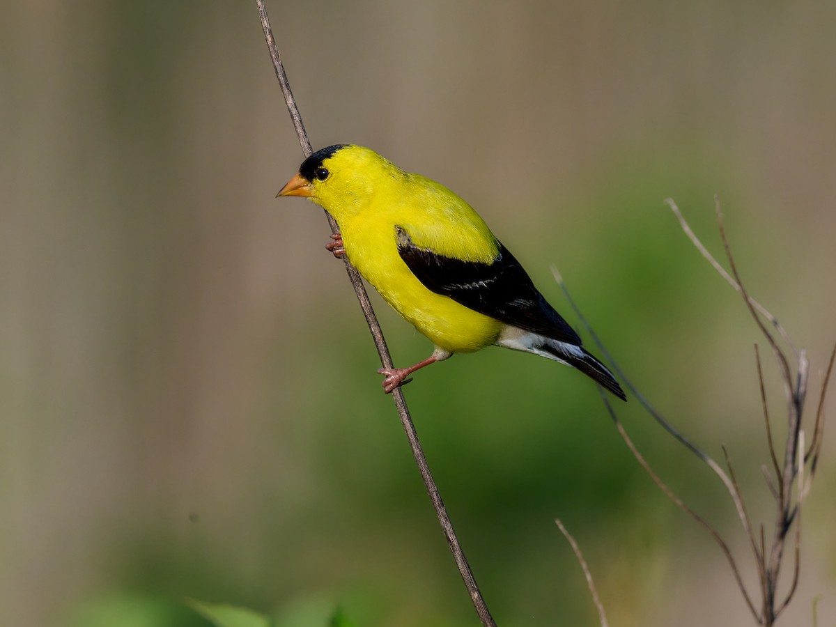 オウゴンヒワ - ML638675989