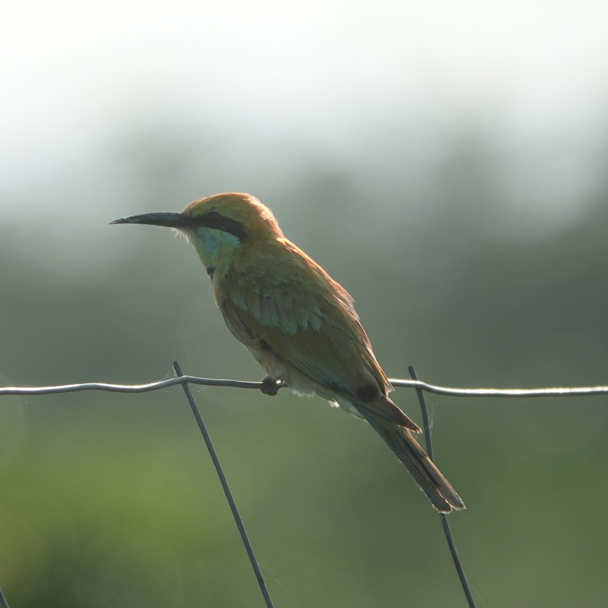 Asian Green Bee-eater - ML638675993