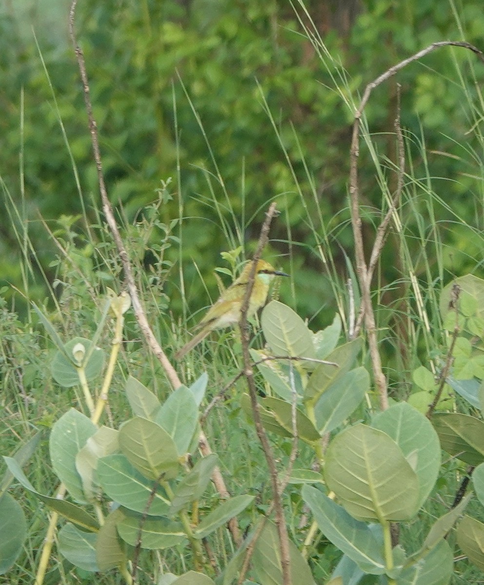 Asian Green Bee-eater - ML638675994