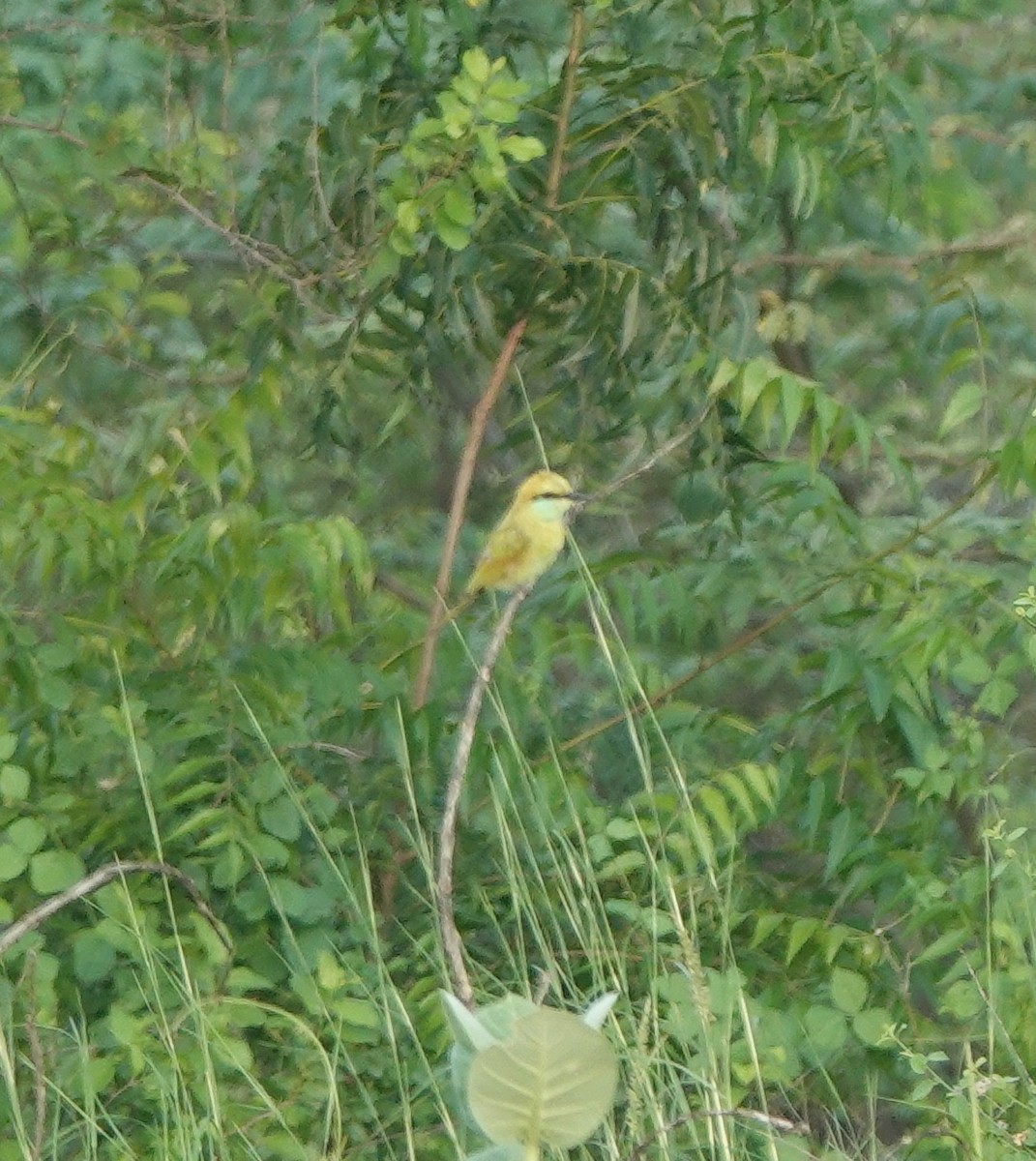 Asian Green Bee-eater - ML638675995