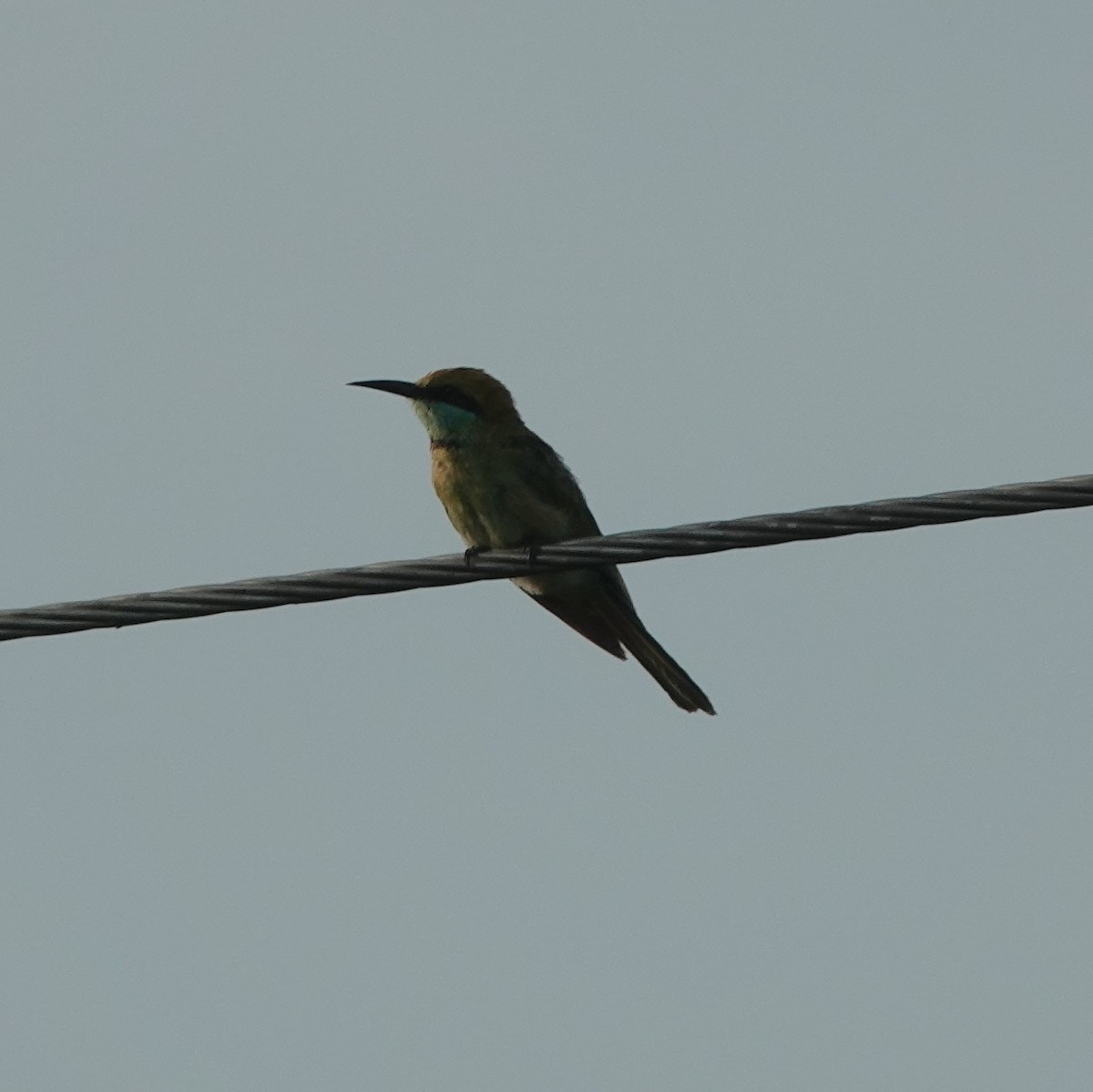 Asian Green Bee-eater - ML638675996
