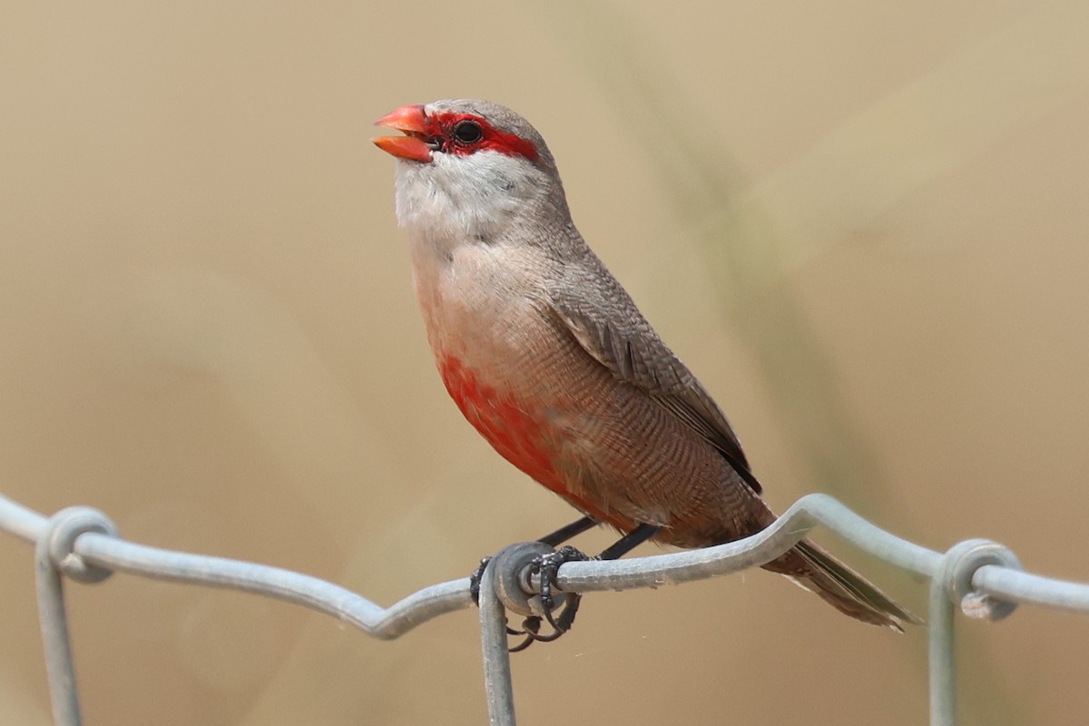Common Waxbill - ML638676028