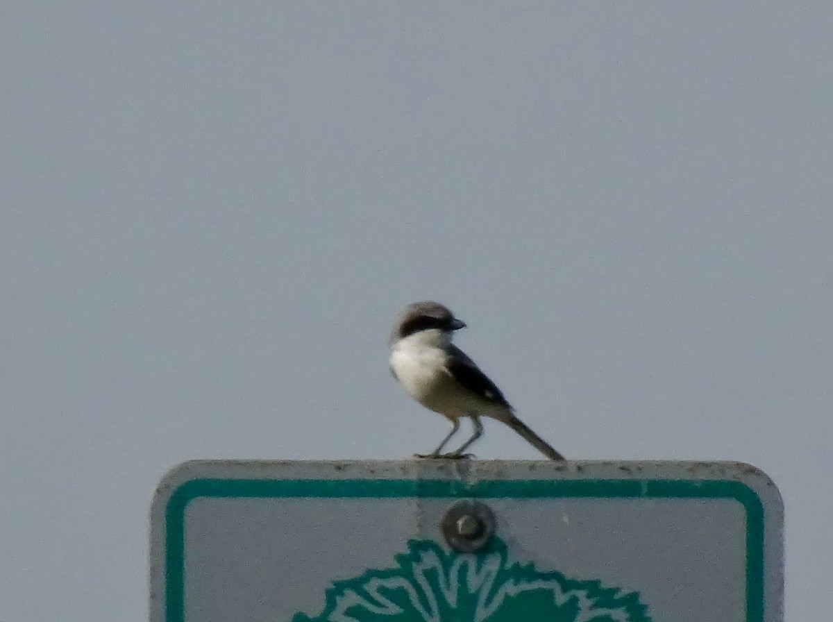 Loggerhead Shrike - ML638676042