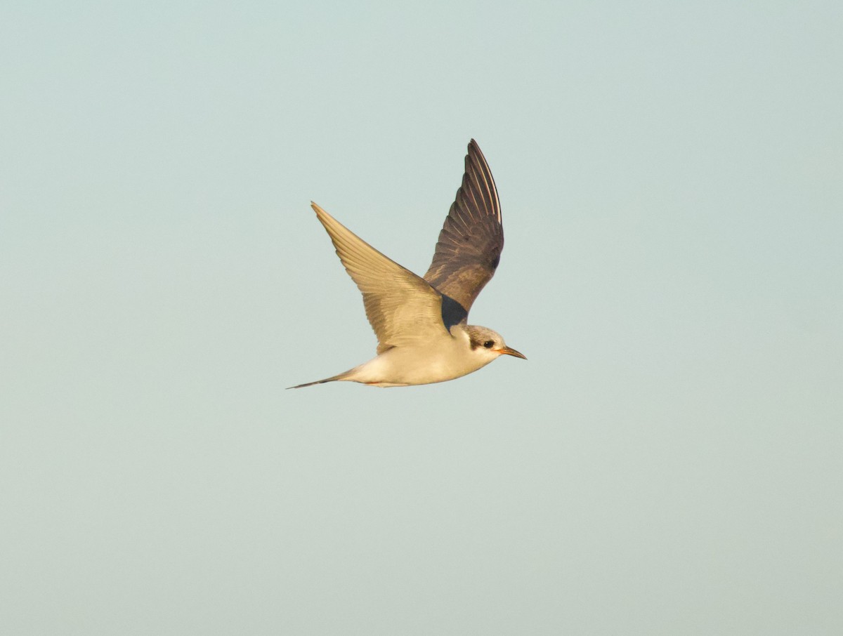 Black-fronted Tern - ML638676045