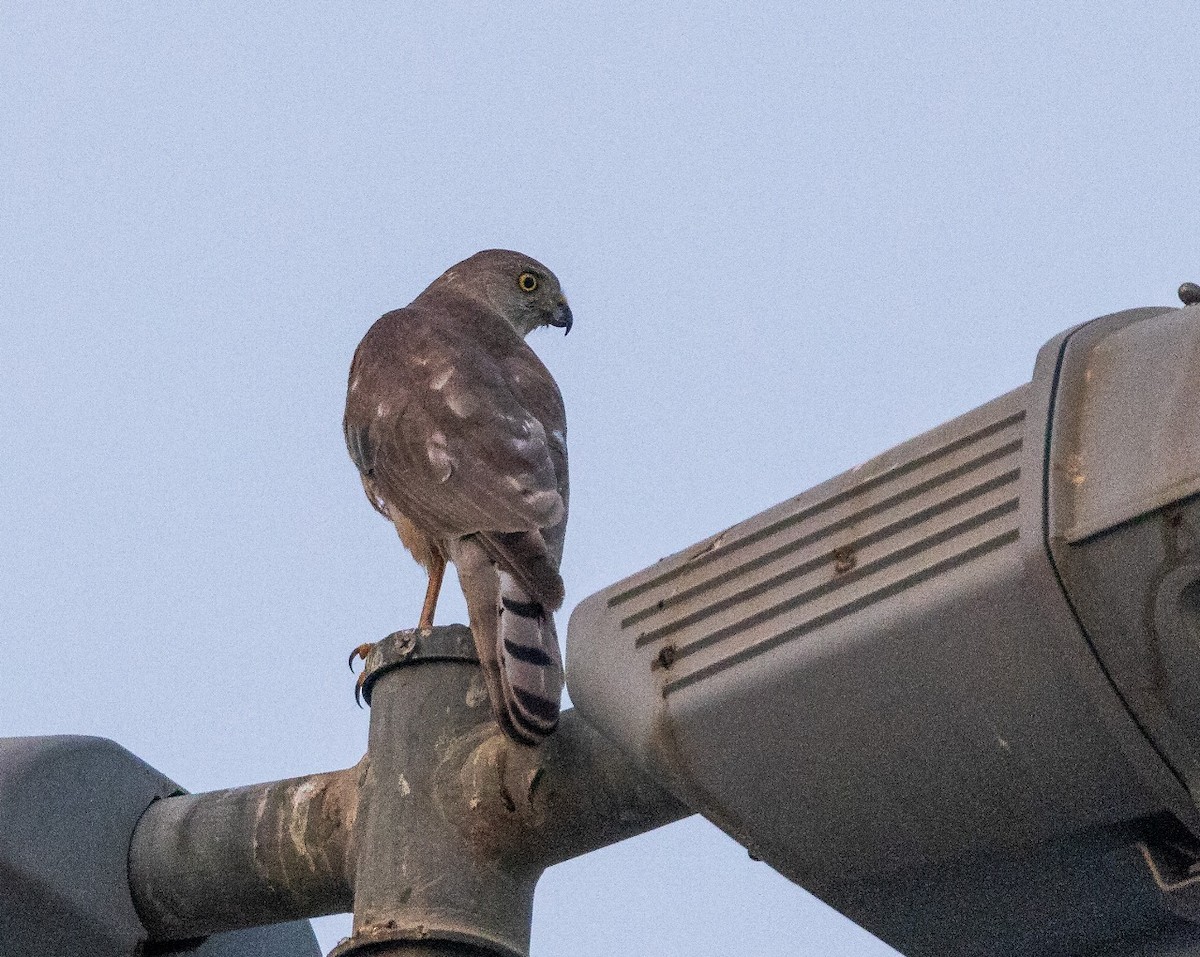 Shikra - ML638676049