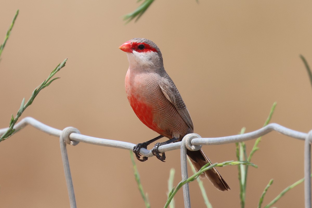 Common Waxbill - ML638676050