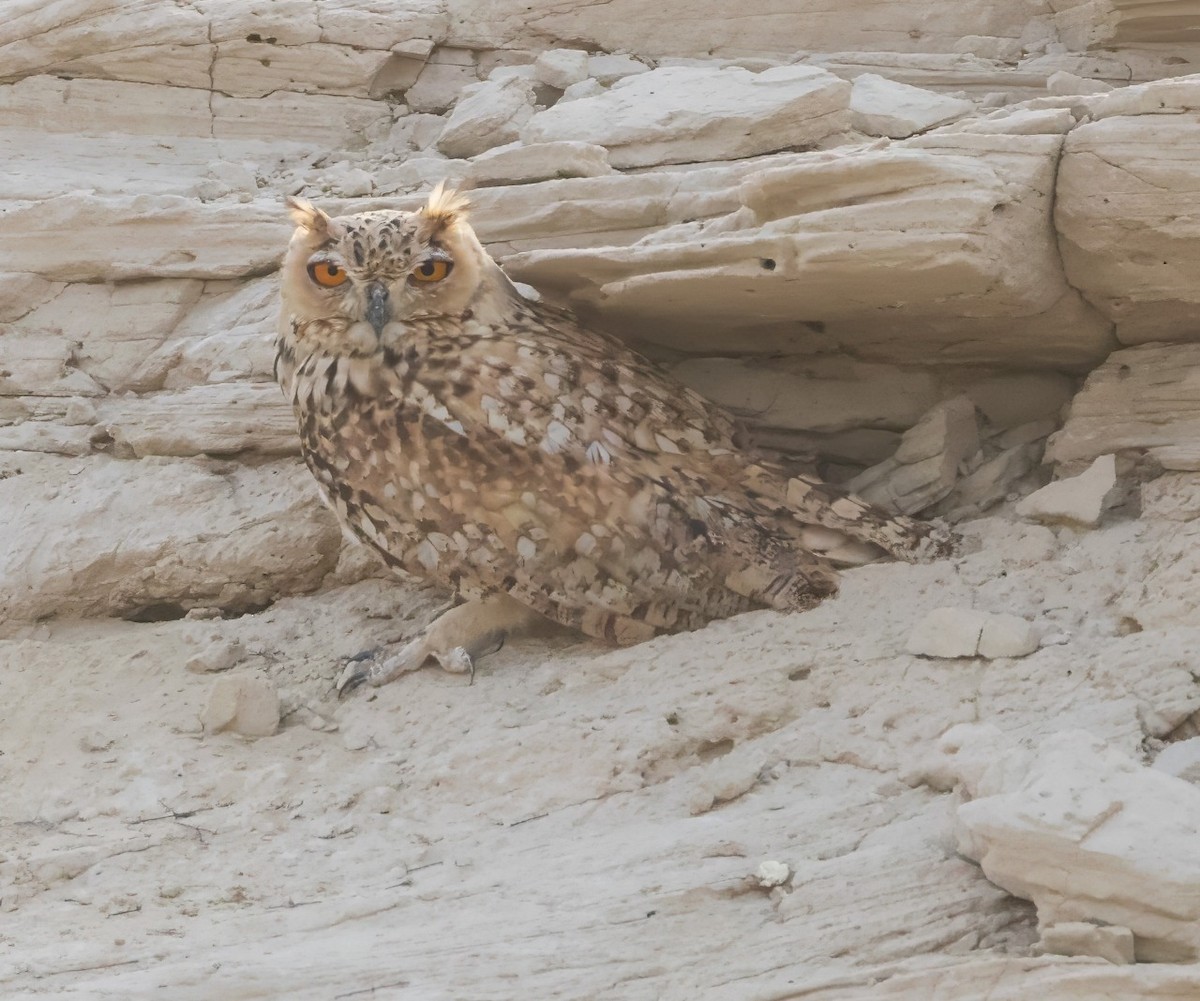 Pharaoh Eagle-Owl - ML638676051