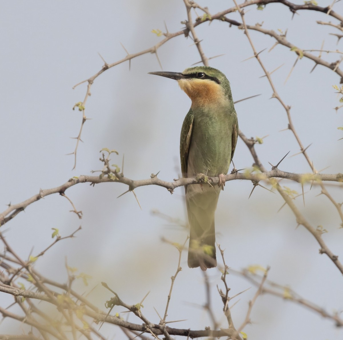 Blue-cheeked Bee-eater - ML638676083