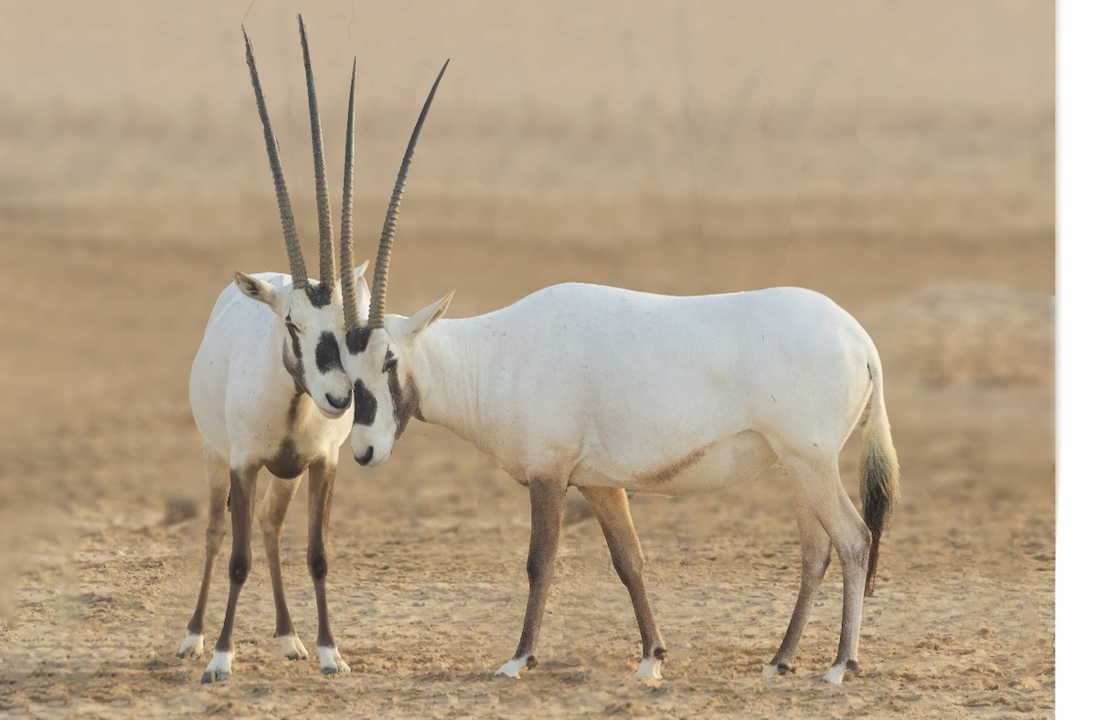 Arabian Oryx - ML638676101