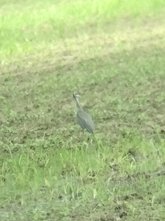 Yellow-crowned Night Heron - ML638676118