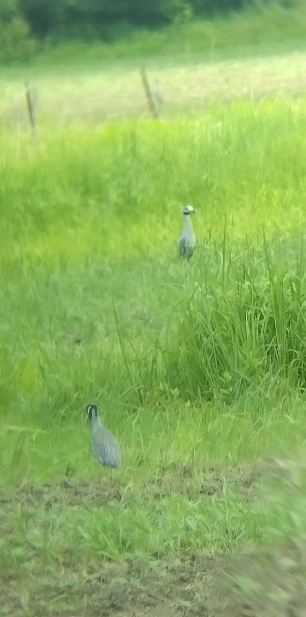 Yellow-crowned Night Heron - ML638676120