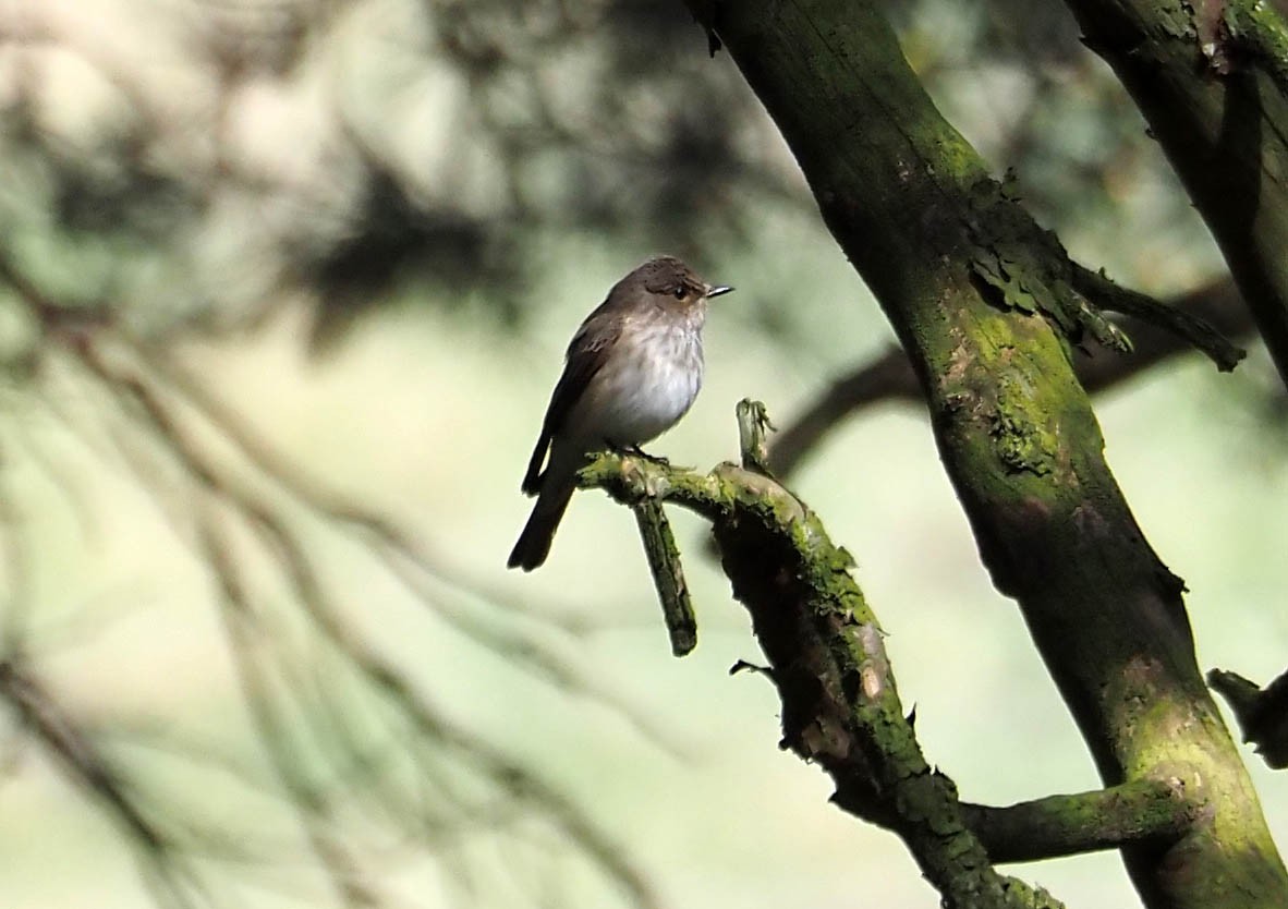 Spotted Flycatcher - ML638676135