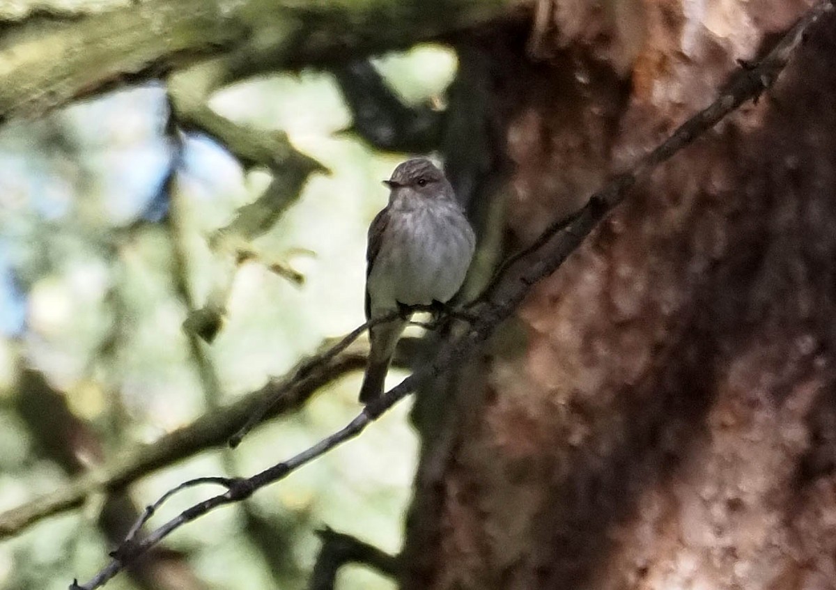 Spotted Flycatcher - ML638676136