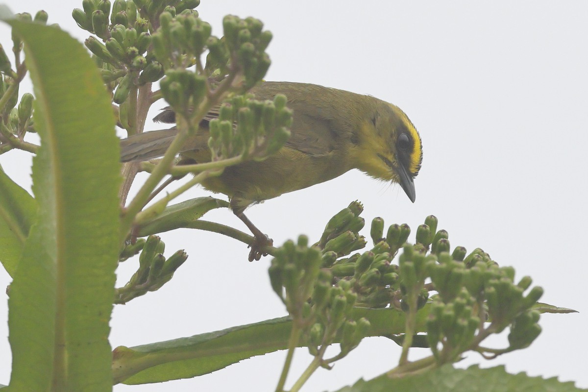 Citrine Warbler (Bolivian) - ML638676152