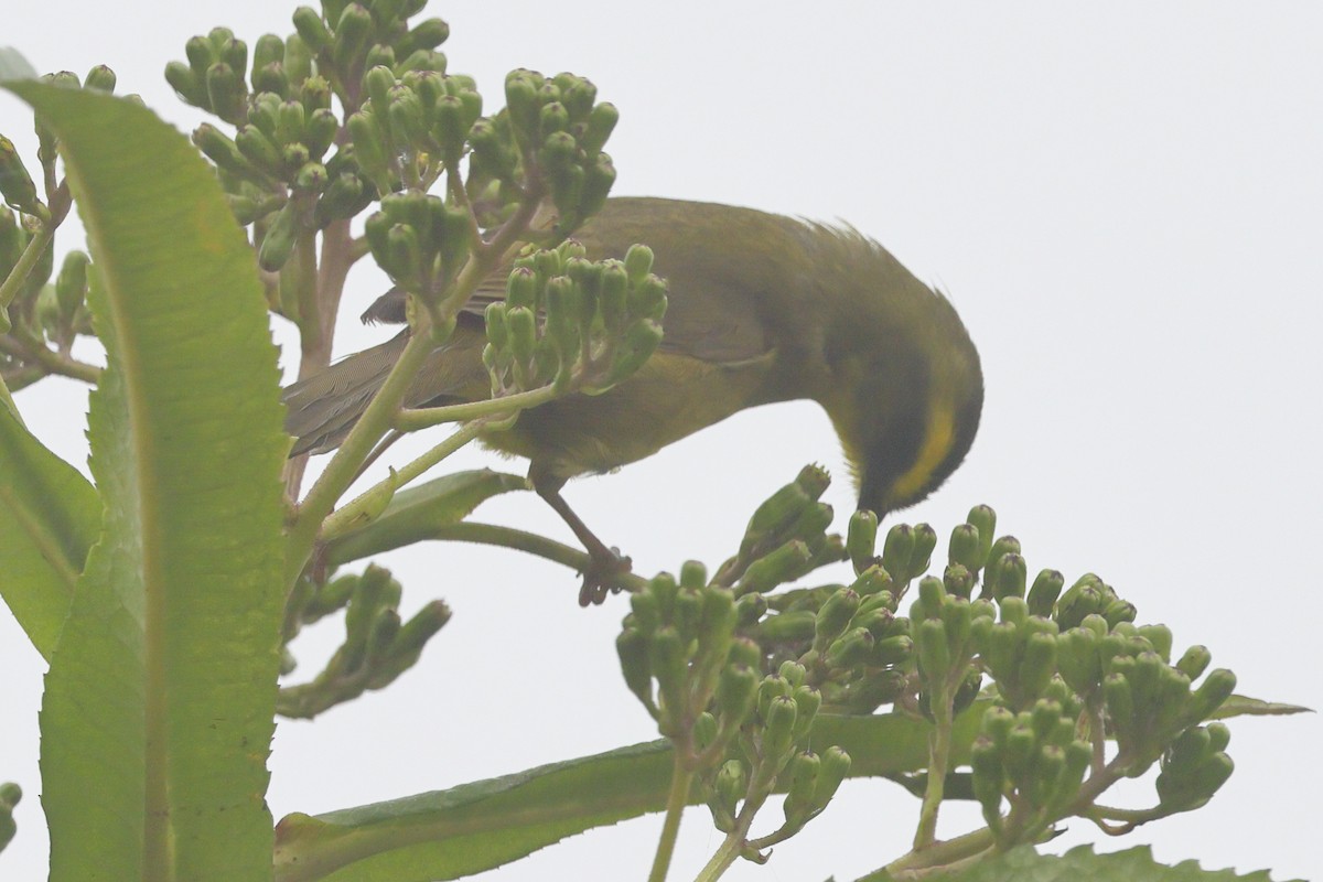 Citrine Warbler (Bolivian) - ML638676153