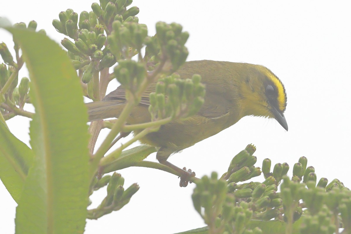 Citrine Warbler (Bolivian) - ML638676156